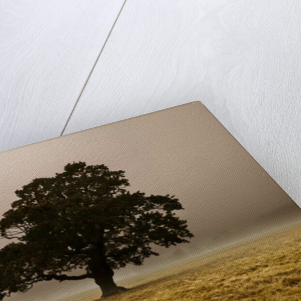 Single Tree in mist and fog by Assaf Frank